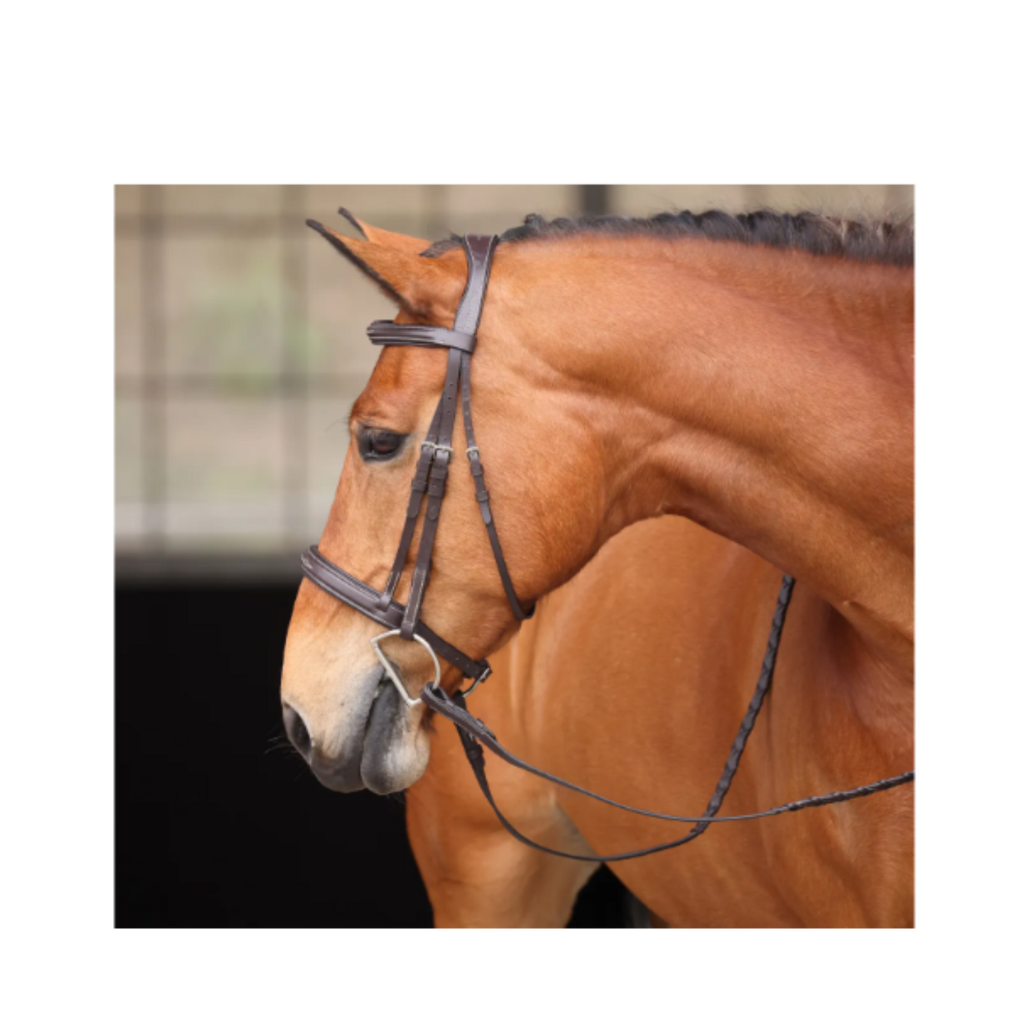 Avignon Wellington Bridle