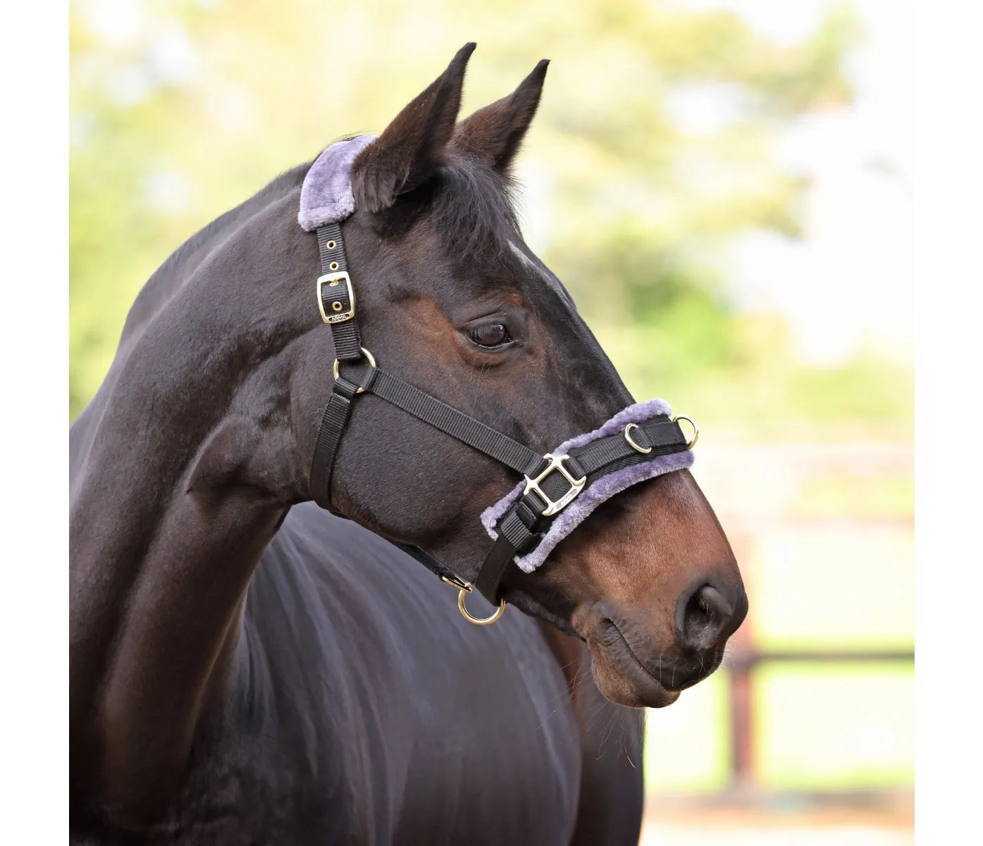 Fleece Lined Lunge Cavesson