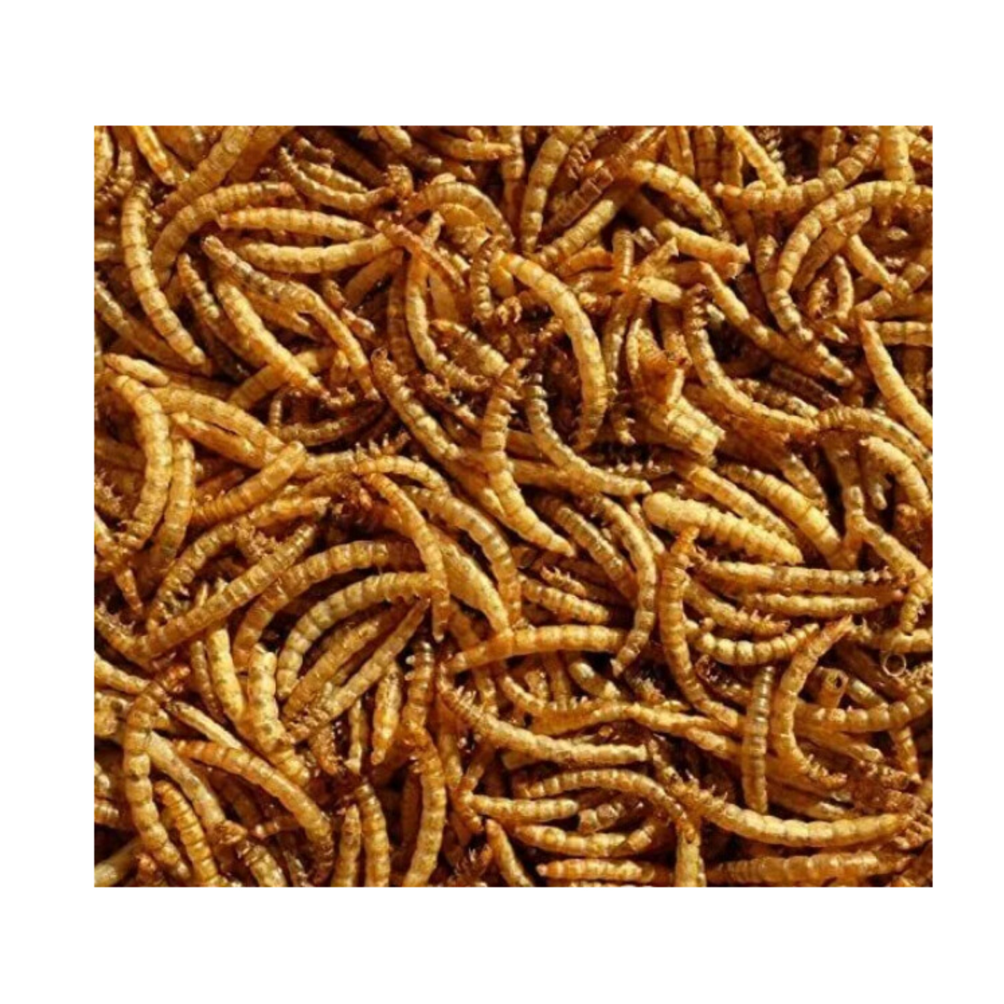 Dried Mealworms