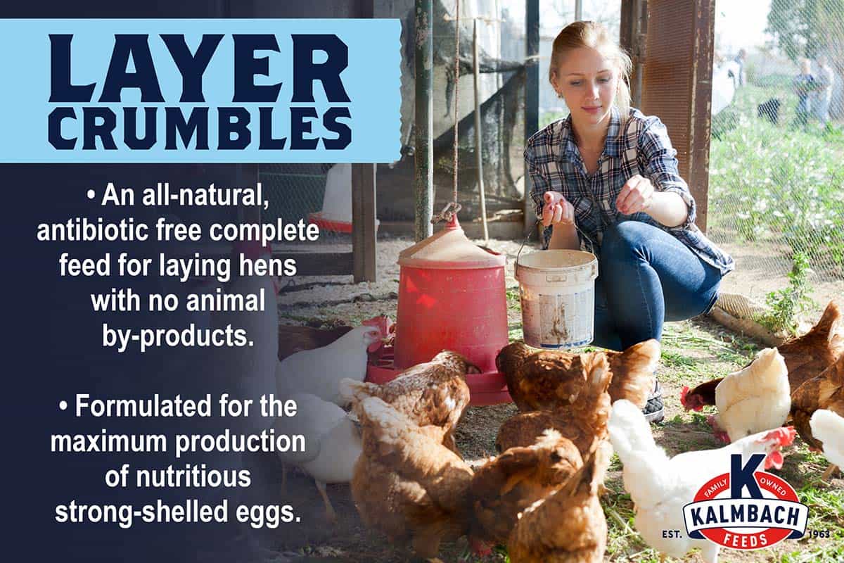 17% All Natural Layer Crumble for Chickens