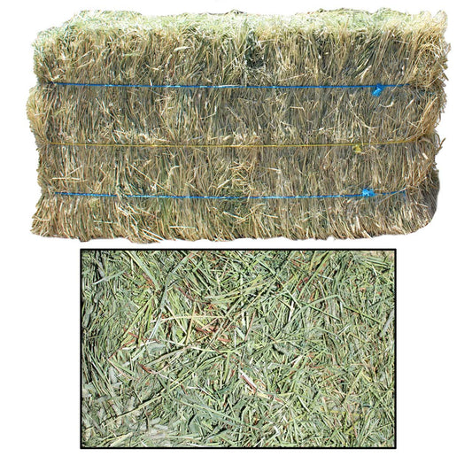 Timothy Hay